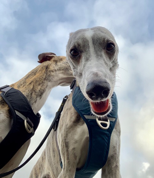 Реферат: Greyhound Racing Right Or Wrong Essay Research